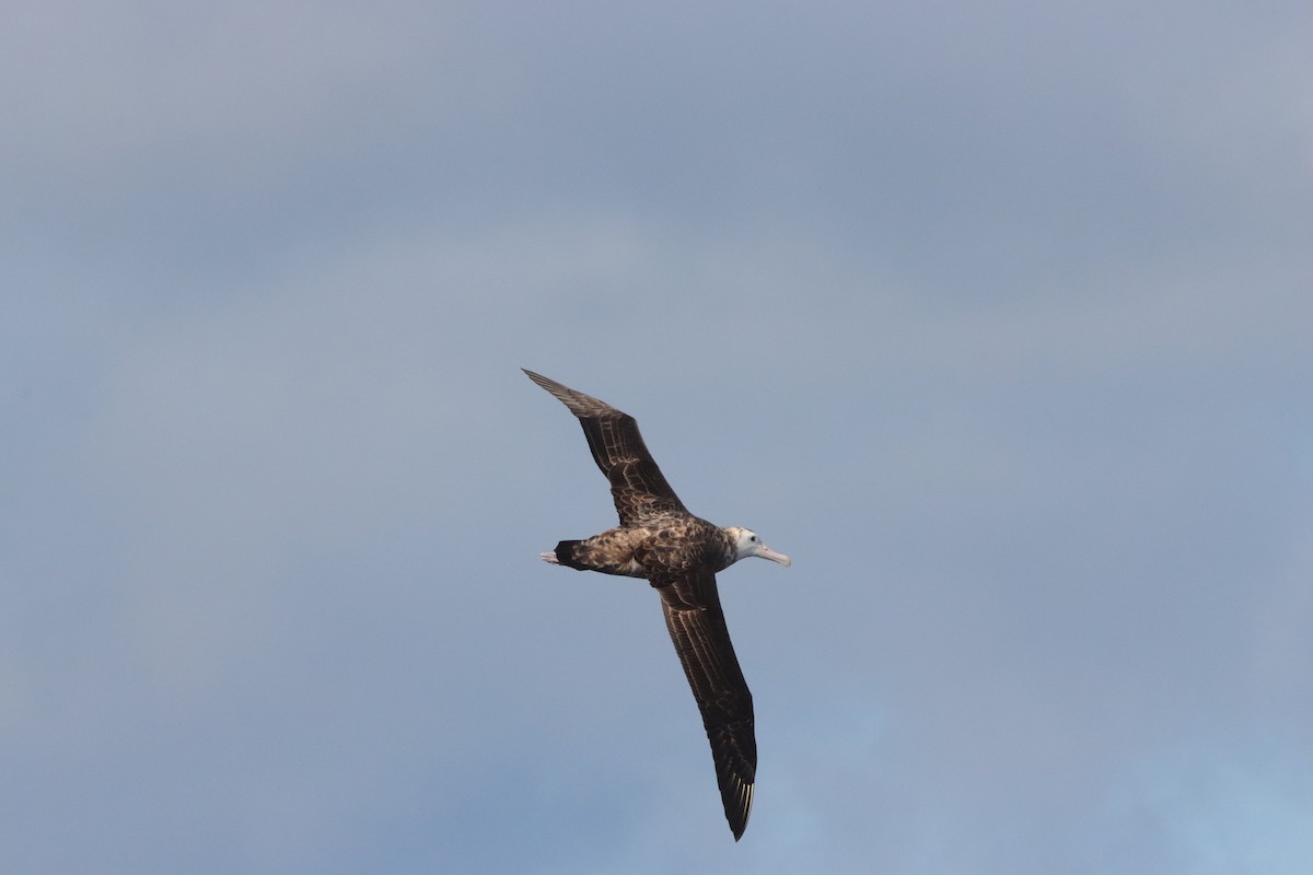Albatros de las Antípodas (gibsoni) - ML646340900
