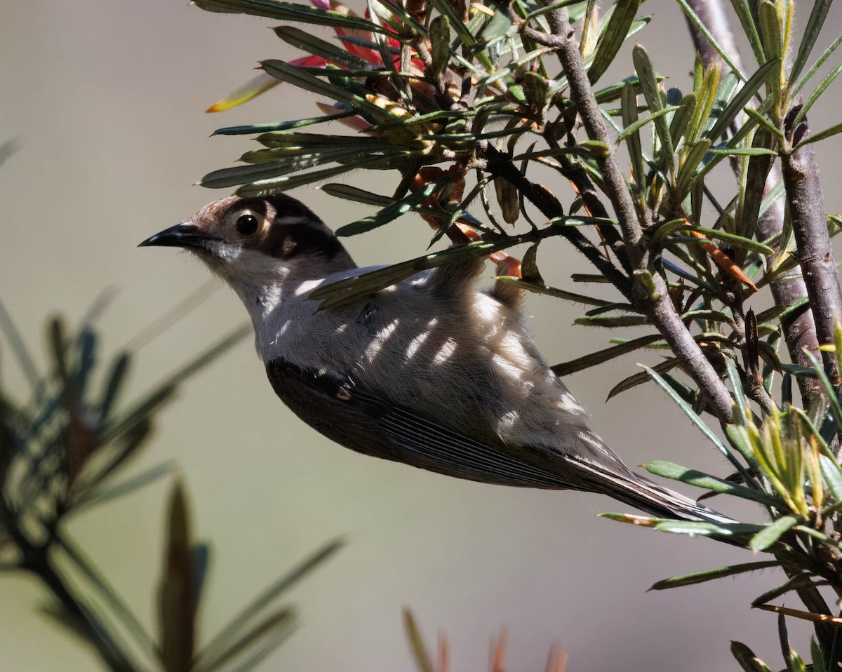Mielero Cabecipardo - ML646340901