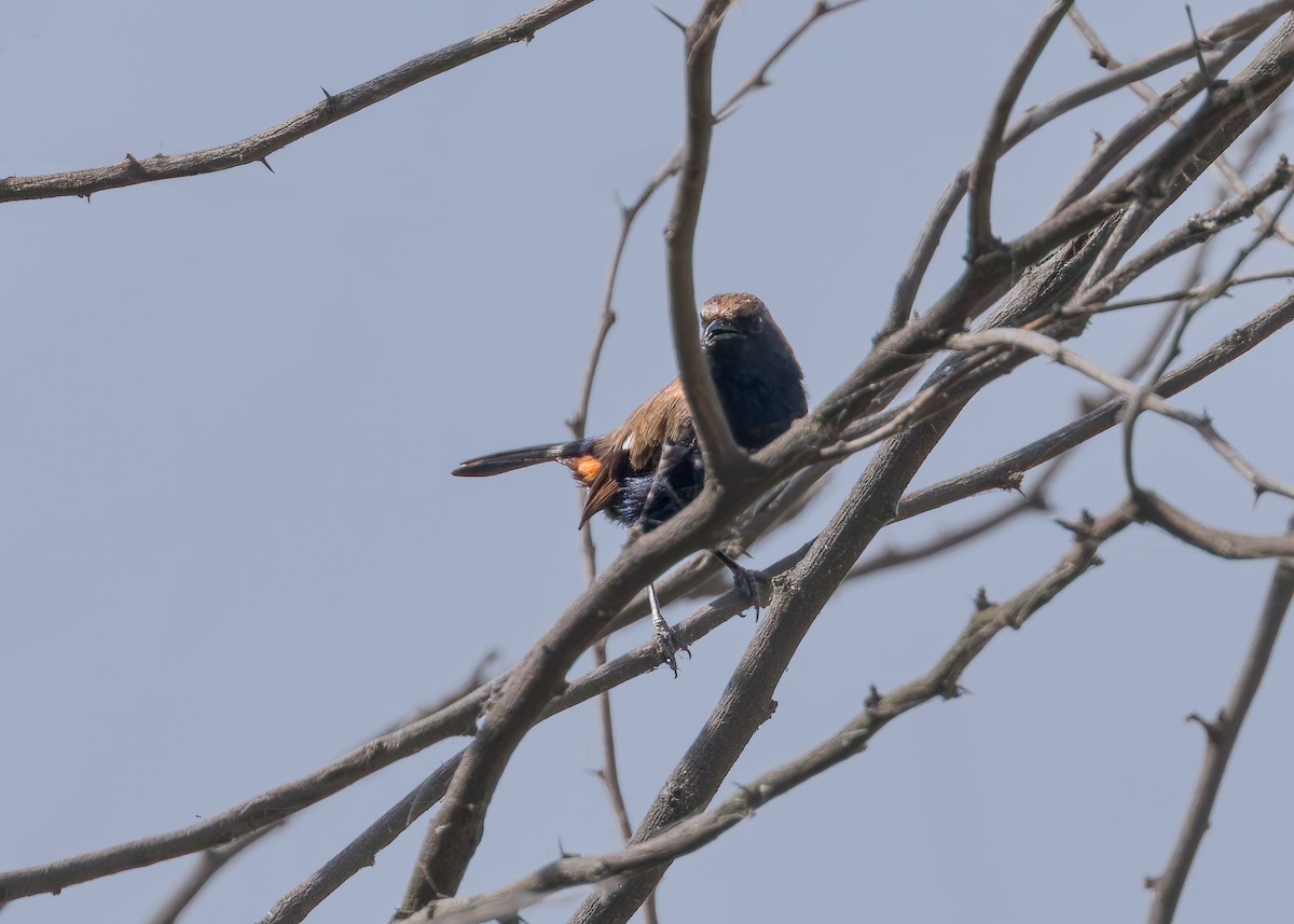 Tarabilla Terrestre - ML646340902