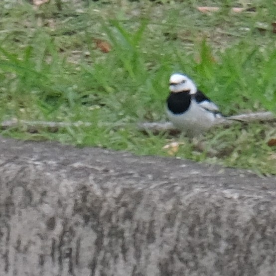 Lavandera Blanca - ML646340903