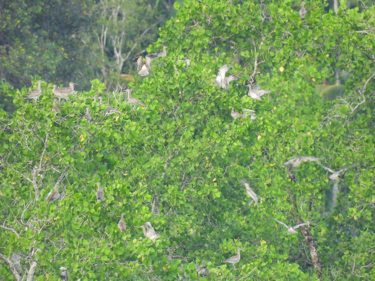 Eurasian Whimbrel - ML646340904