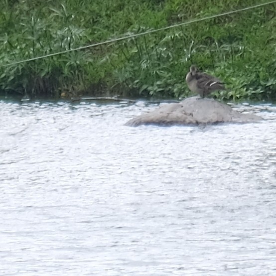 Ánade Rabudo - ML646340907