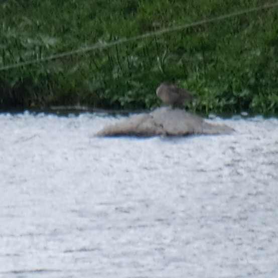 Ánade Rabudo - ML646340908