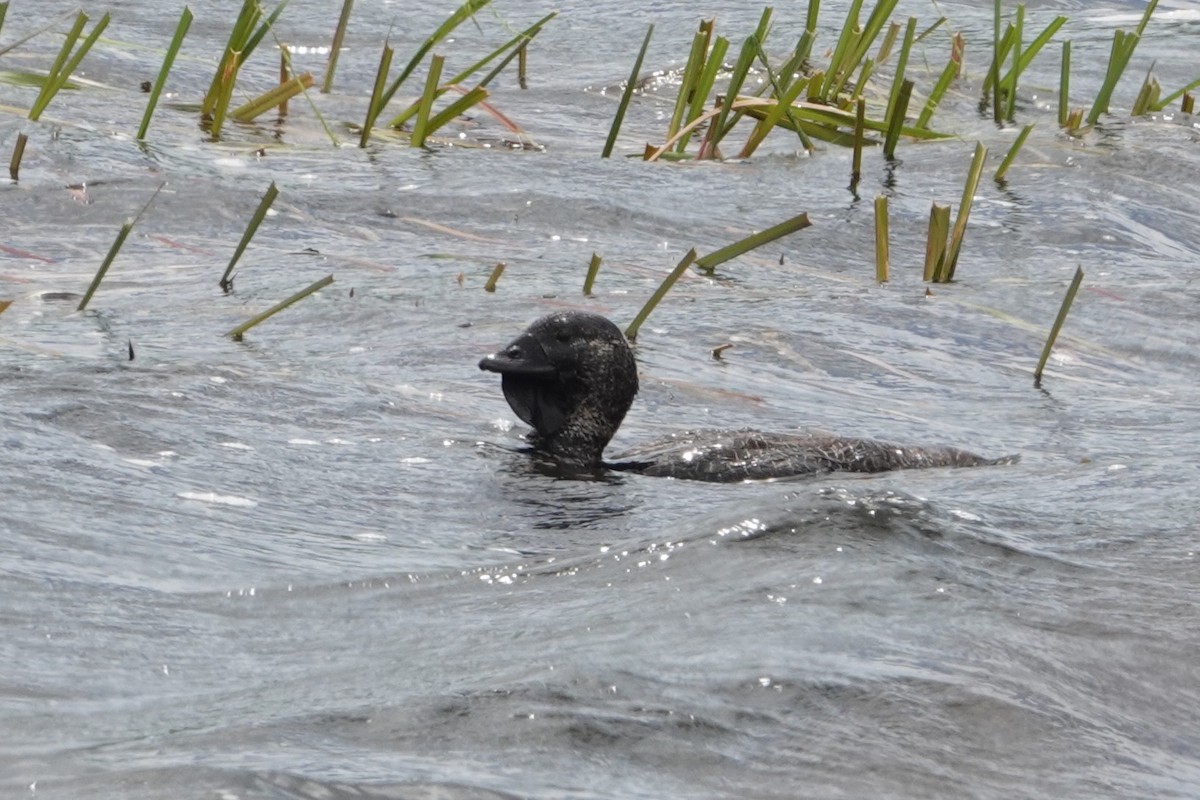 Malvasía Papuda - ML646340909