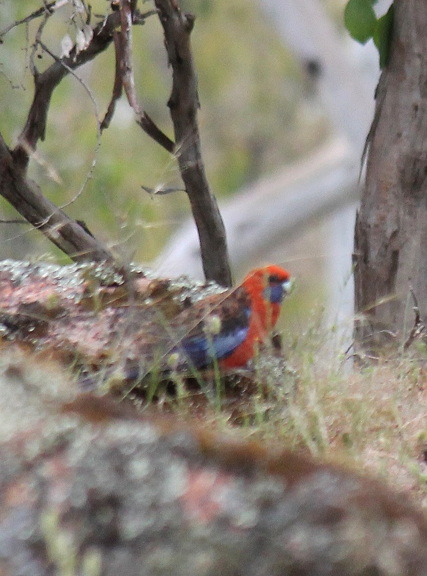 Perico Elegante - ML646340912