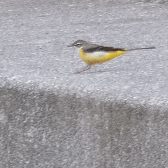 Lavandera Cascadeña - ML646340913