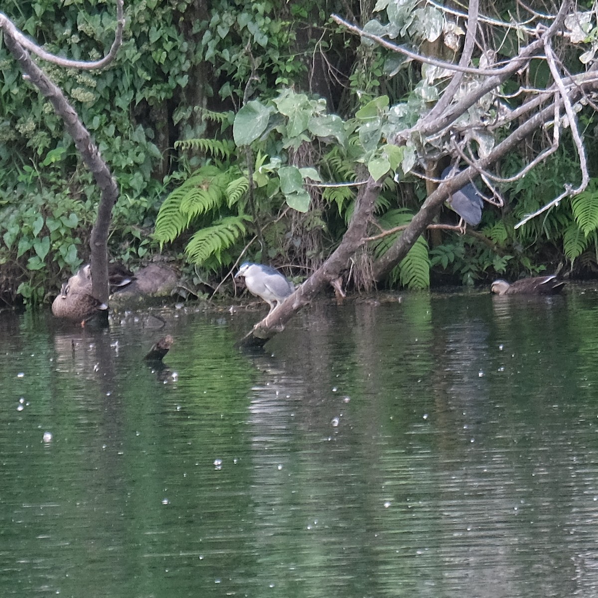 Martinete Común - ML646340914