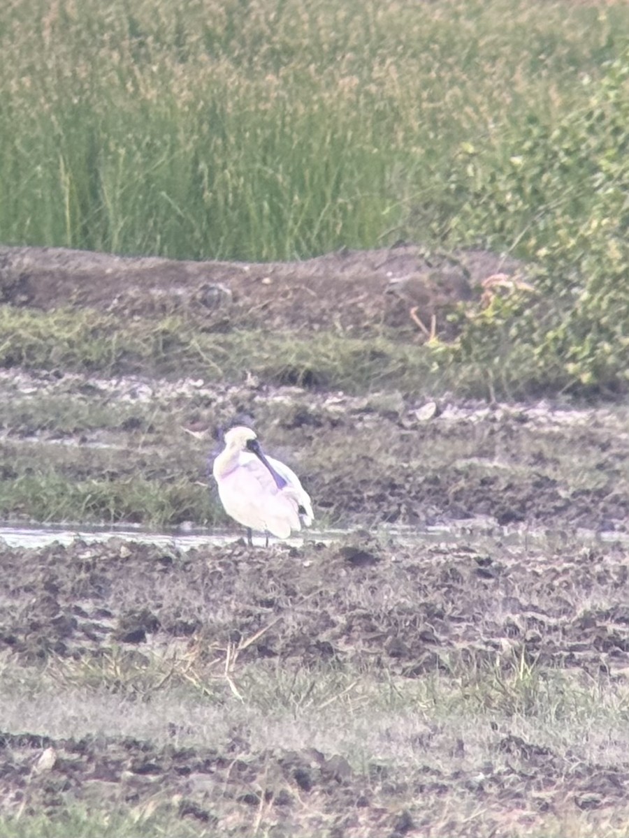 黑面琵鷺 - ML646340915