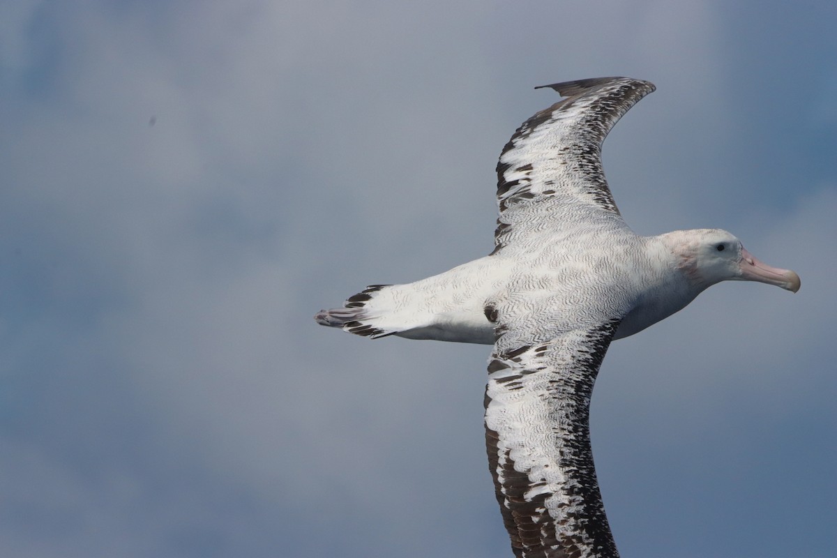 Albatros Viajero - ML646340918