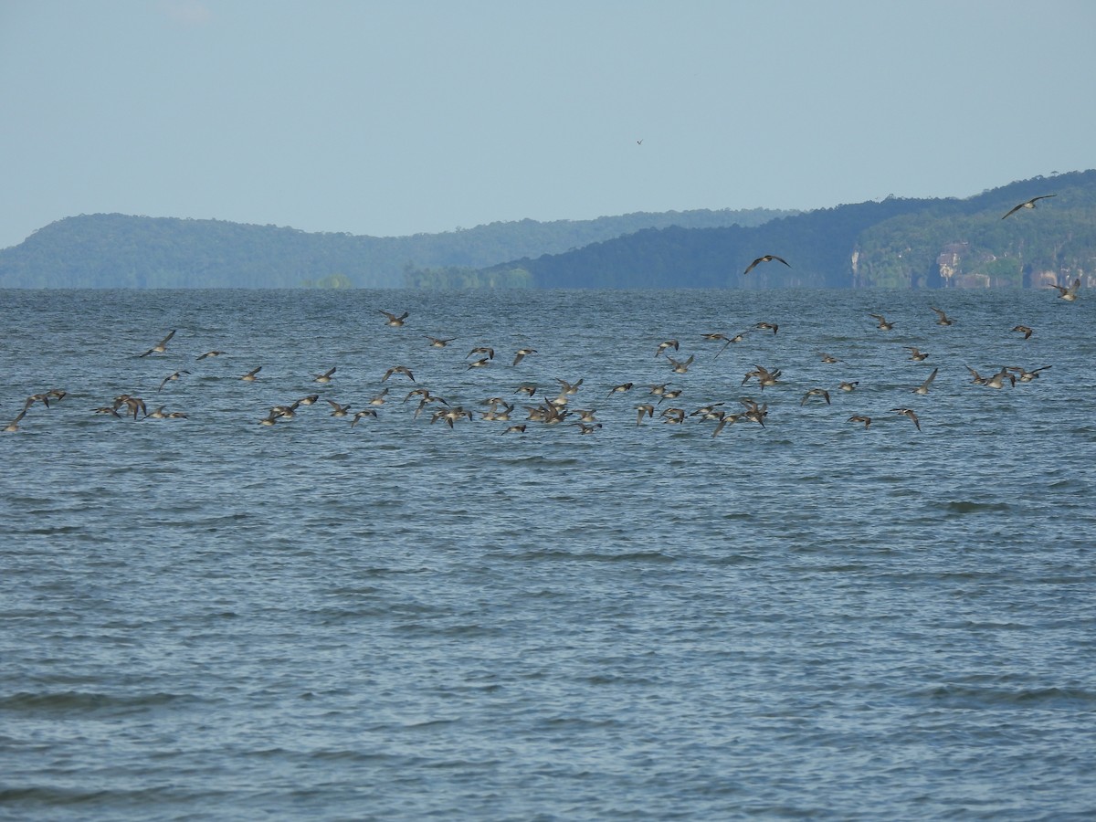 Eurasian Whimbrel - ML646340919