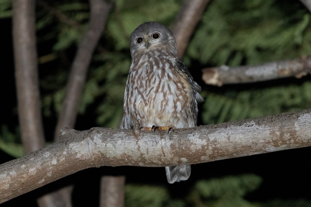 Nínox Ladrador - ML646340921