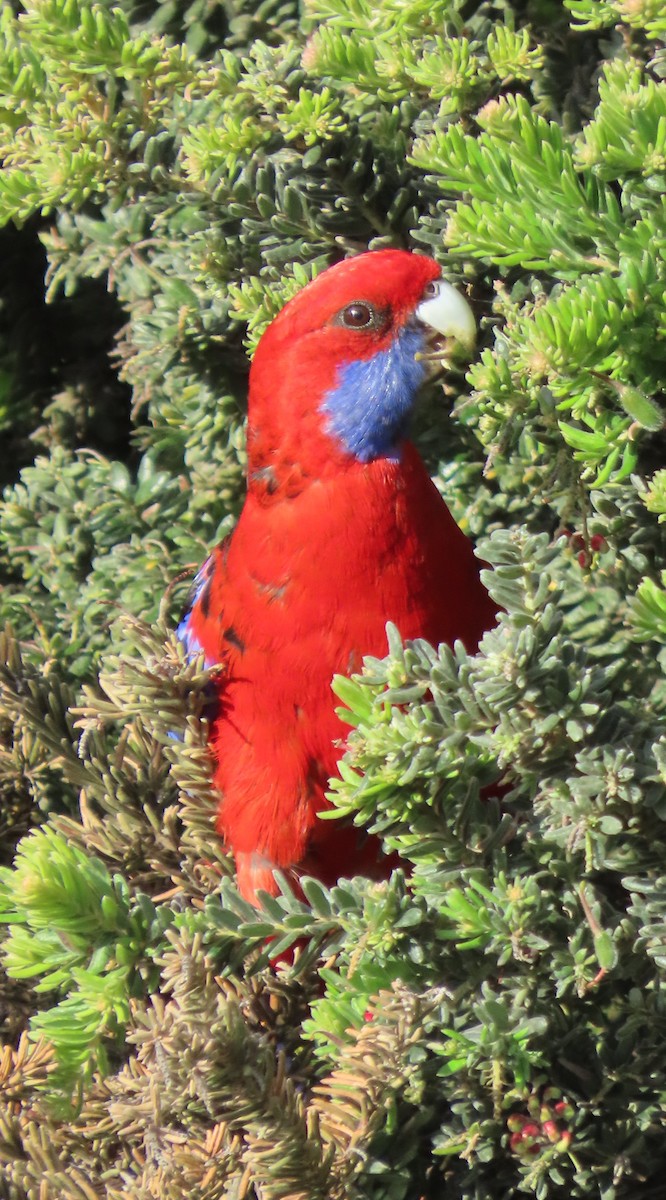 Perico Elegante (grupo elegans) - ML646340922