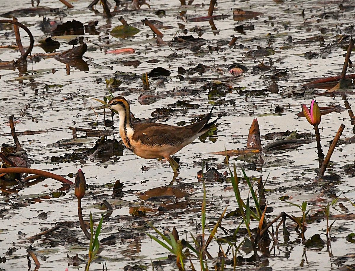 Jacana Colilarga - ML646340923