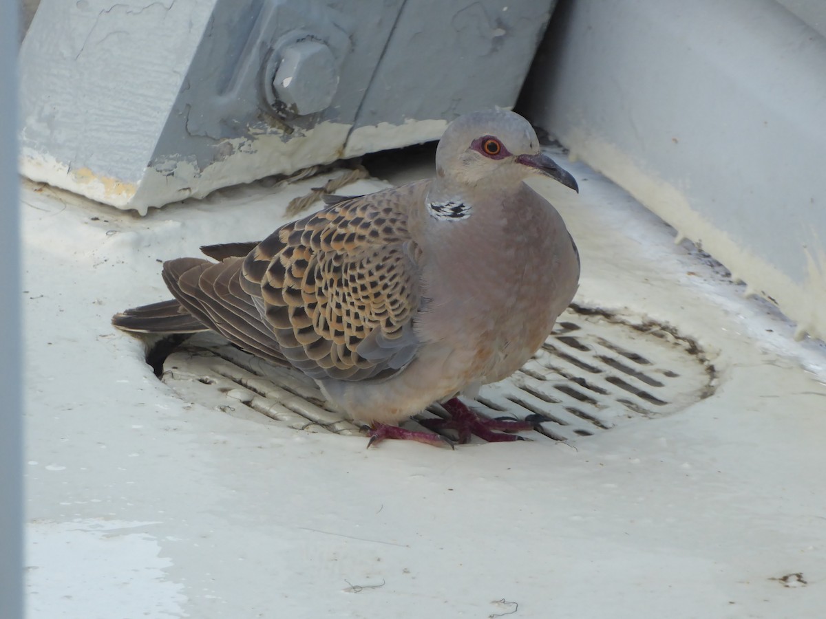 Tórtola Europea - ML646340924