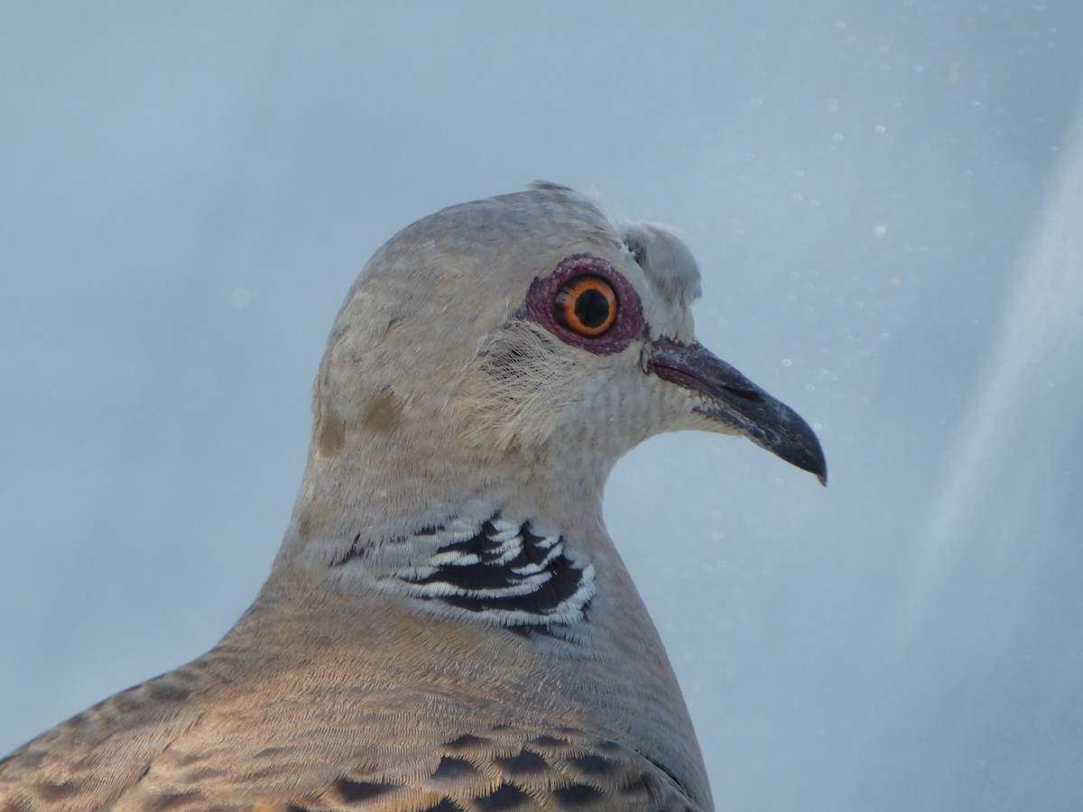 Tórtola Europea - ML646340925