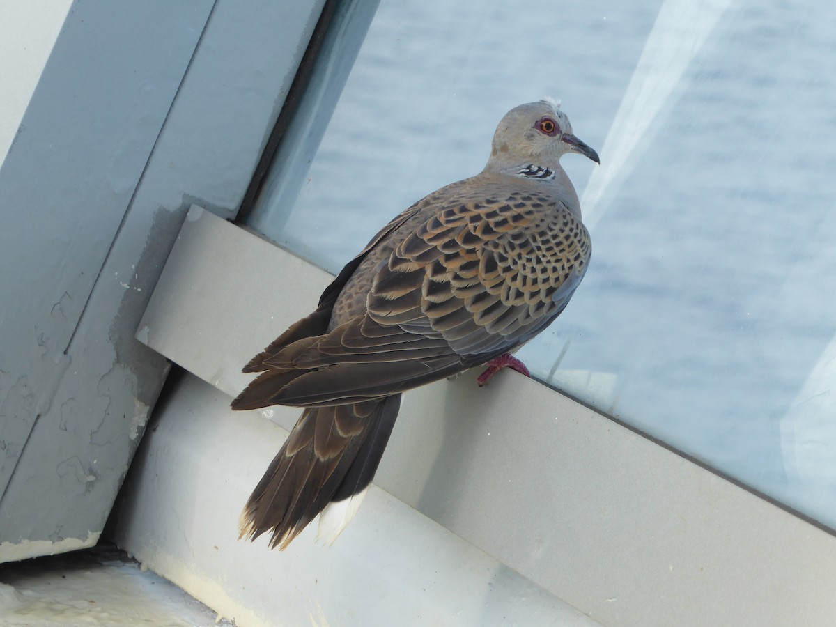 Tórtola Europea - ML646340926