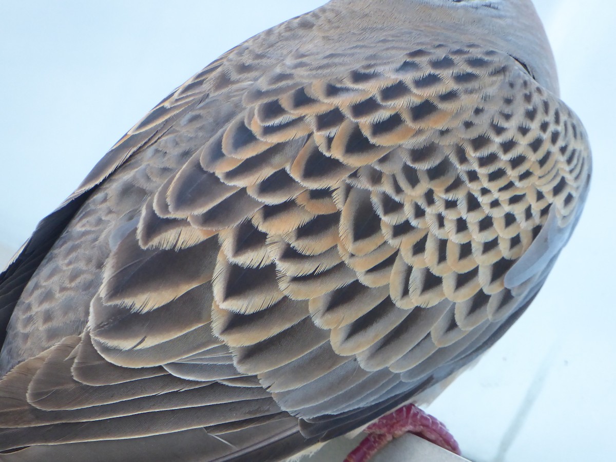 Tórtola Europea - ML646340927