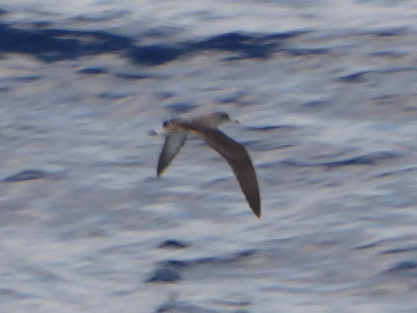 Pardela Cenicienta Mediterránea - ML646340928