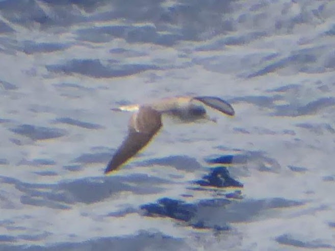 Pardela Cenicienta Mediterránea - ML646340929