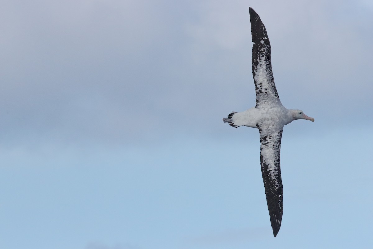 Snowy Albatross - ML646340931