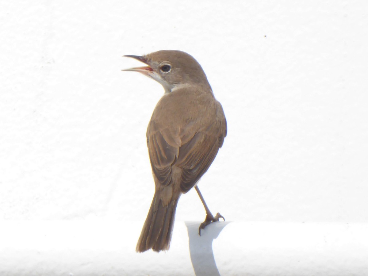 Curruca Zarcera - ML646340932