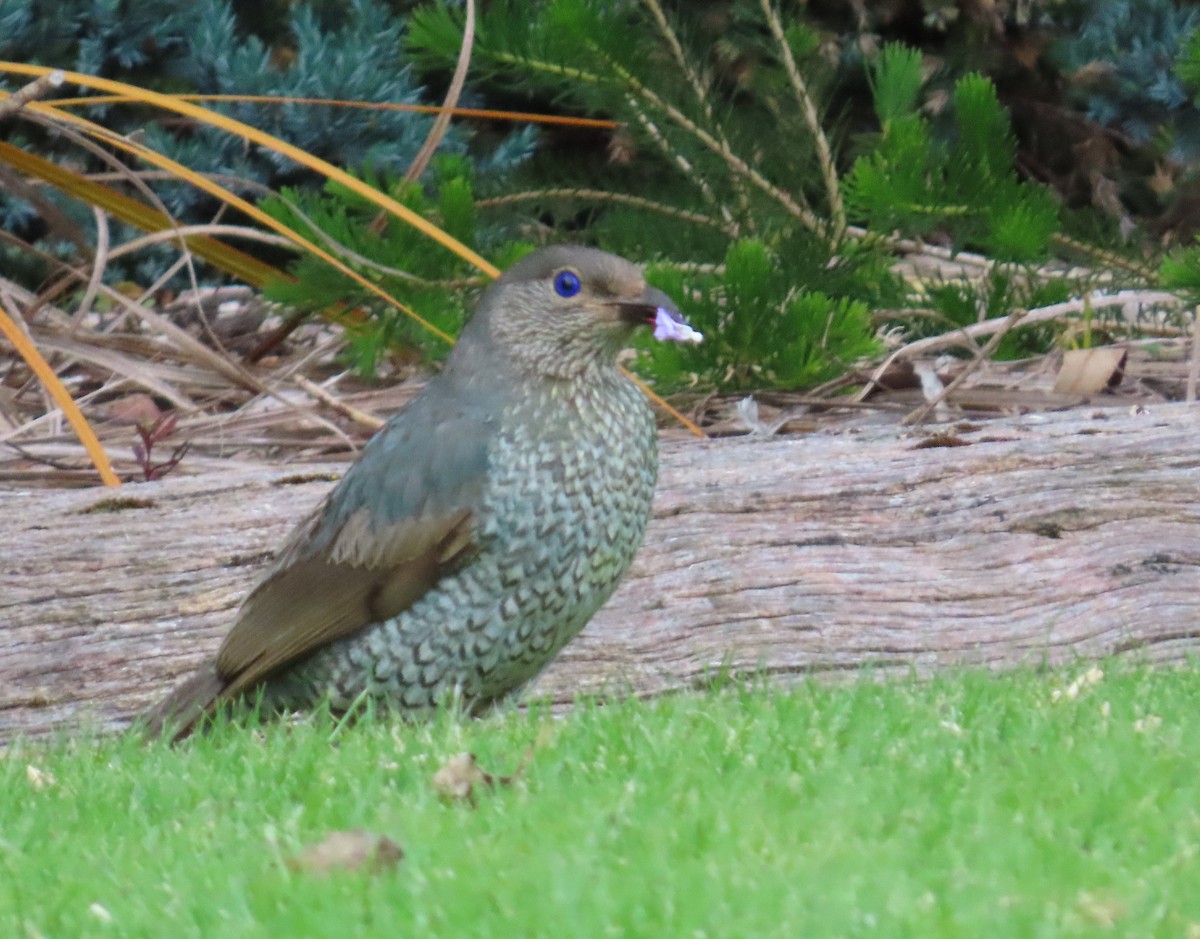 Satin Bowerbird - ML646340935