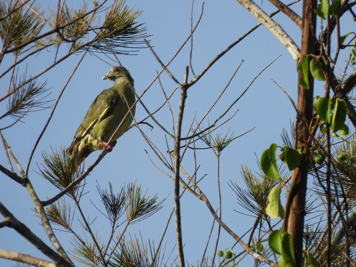 Pink-necked Green-Pigeon - ML646340936