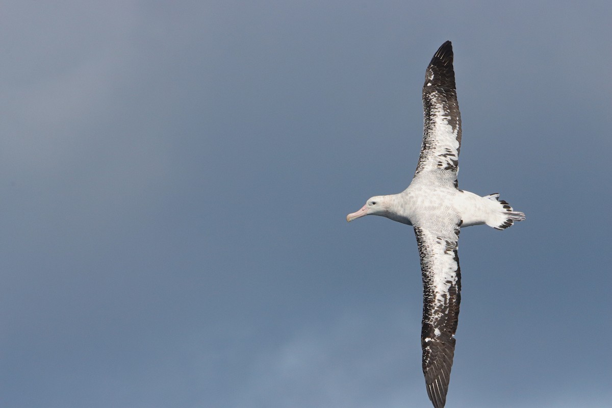 Snowy Albatross - ML646340937
