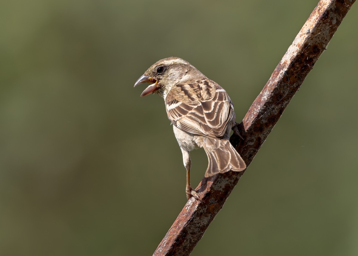 Sind Sparrow - ML646340947