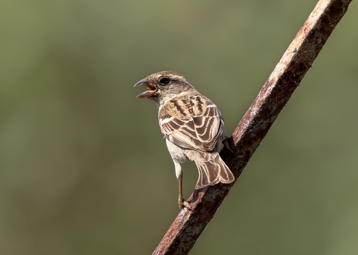 Sind Sparrow - ML646340948