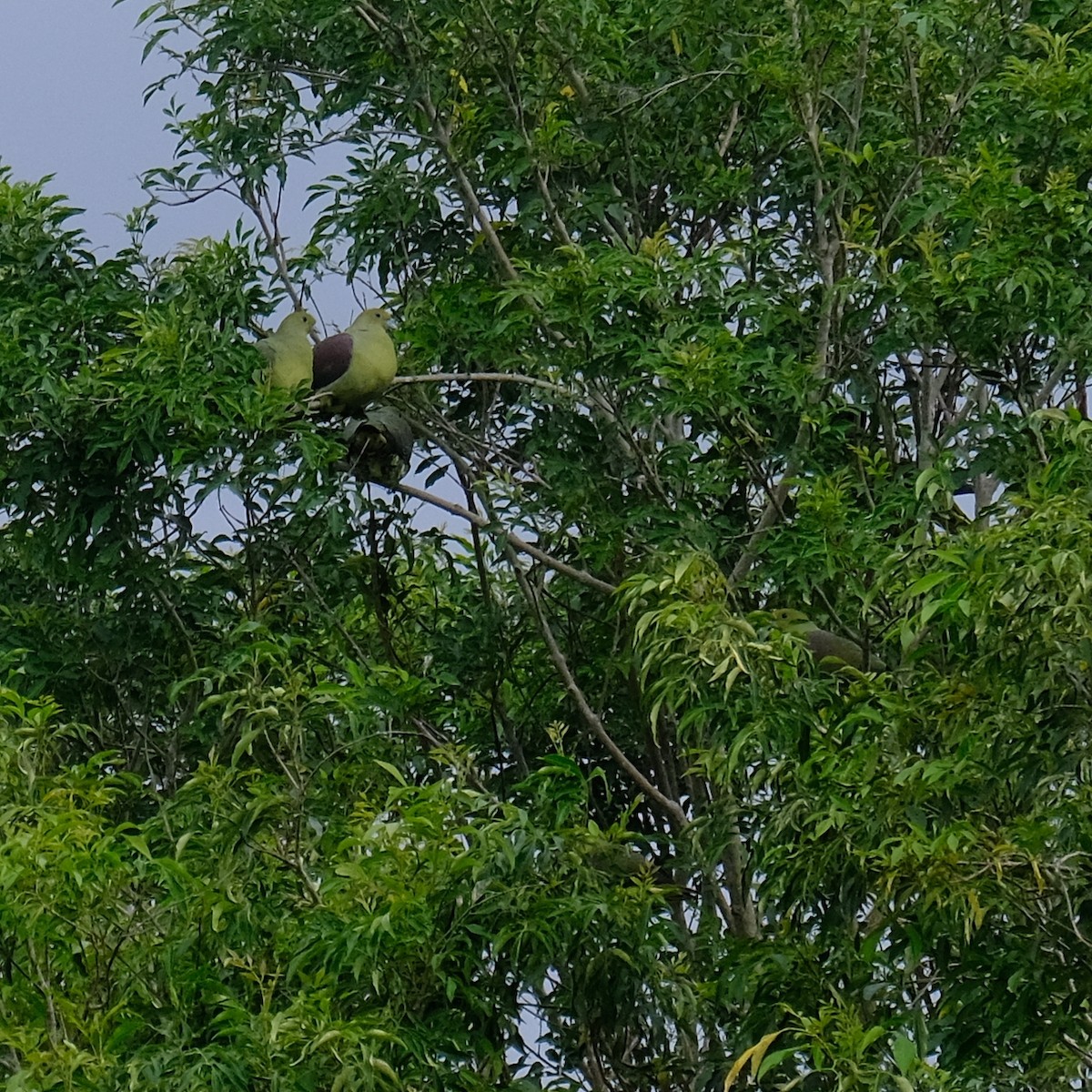 Formosa Yeşil Güvercini - ML646340950