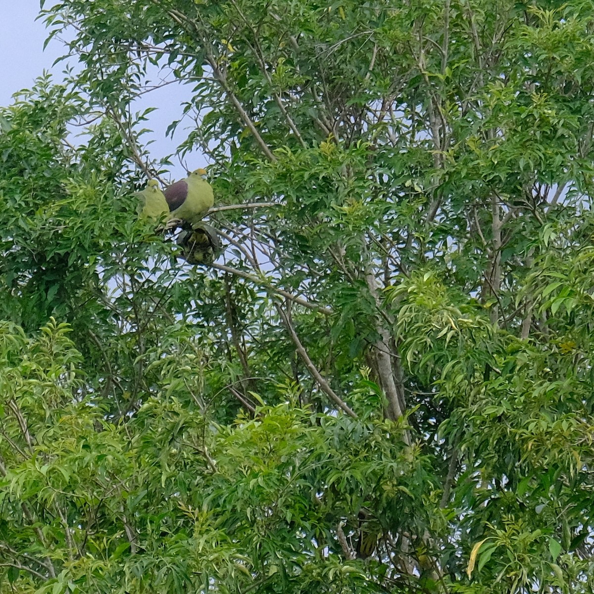 Formosa Yeşil Güvercini - ML646340951