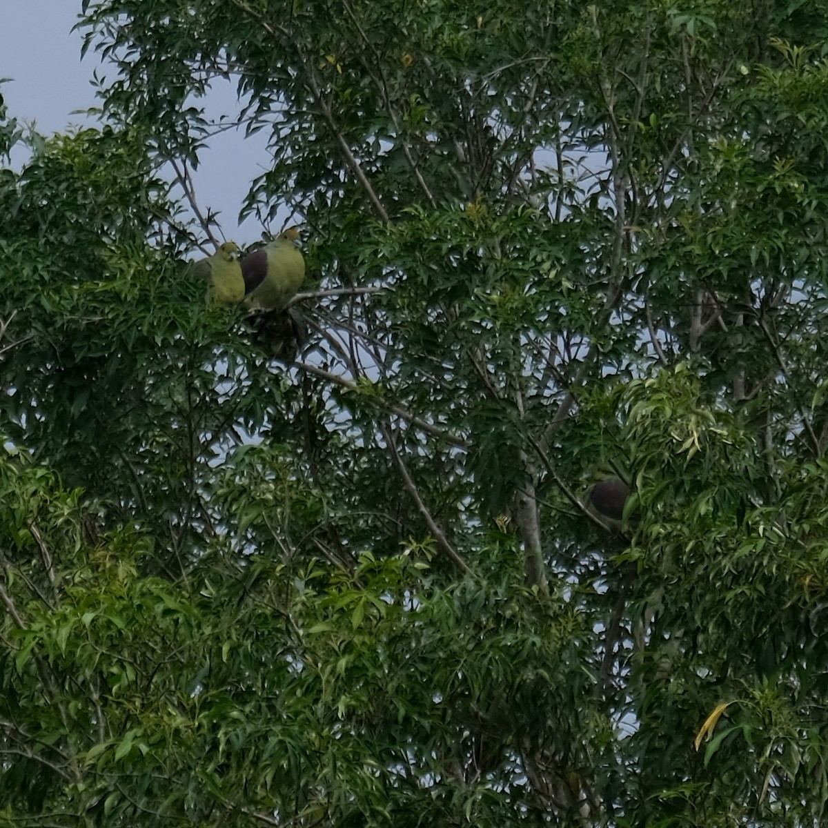 Formosa Yeşil Güvercini - ML646340952