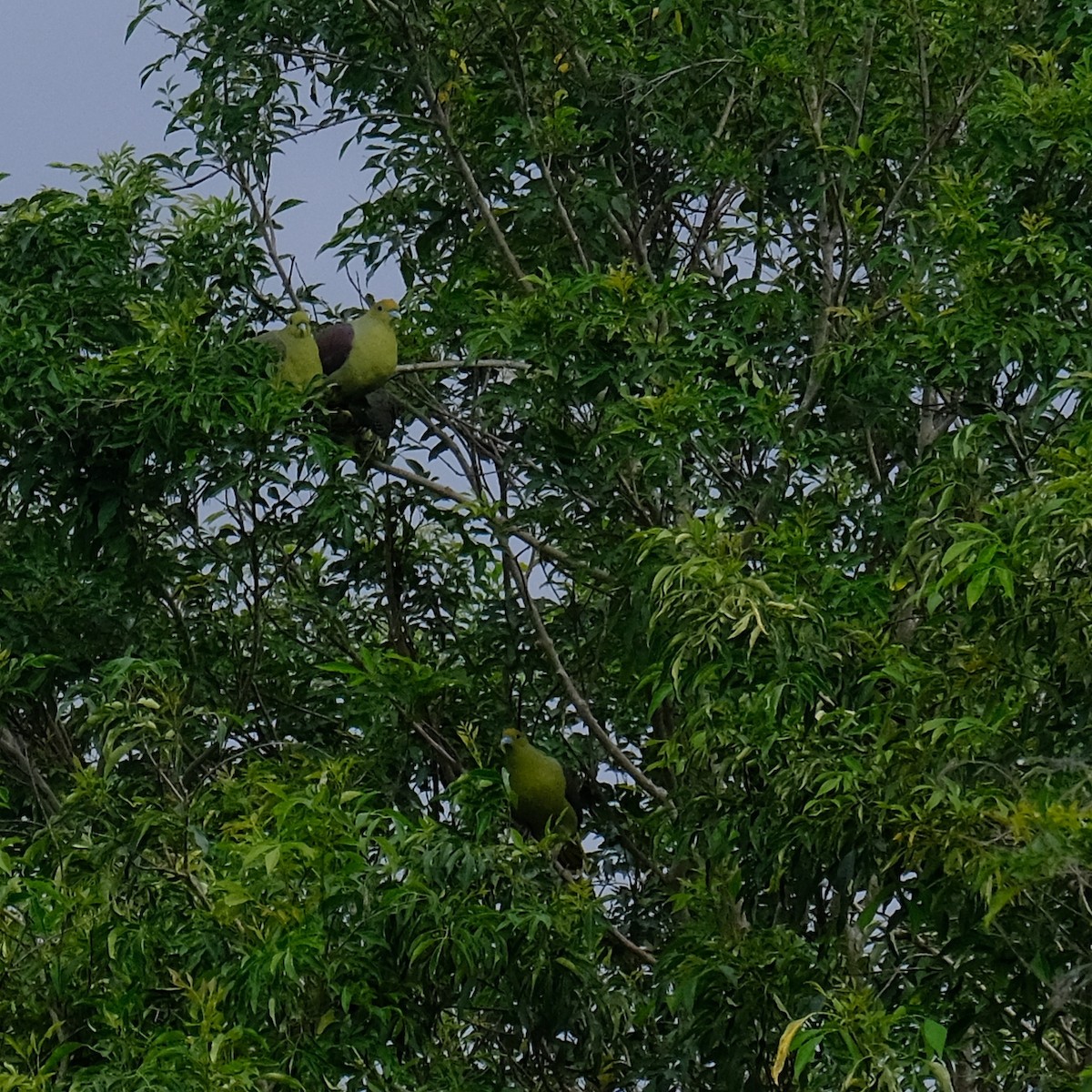 Formosa Yeşil Güvercini - ML646340953