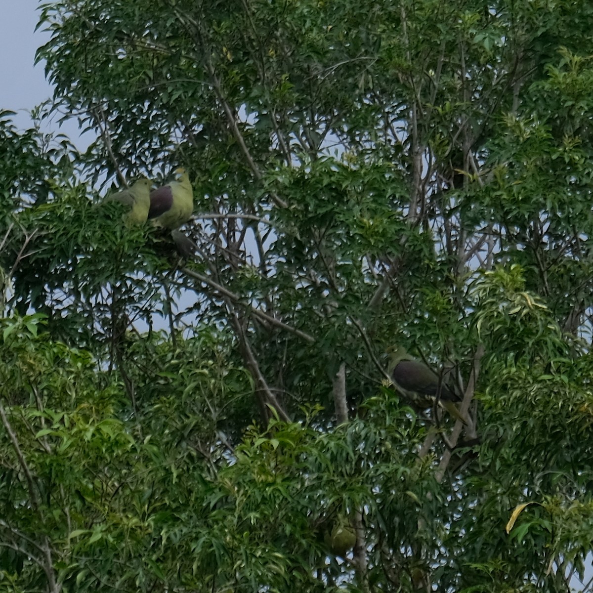 Formosa Yeşil Güvercini - ML646340954