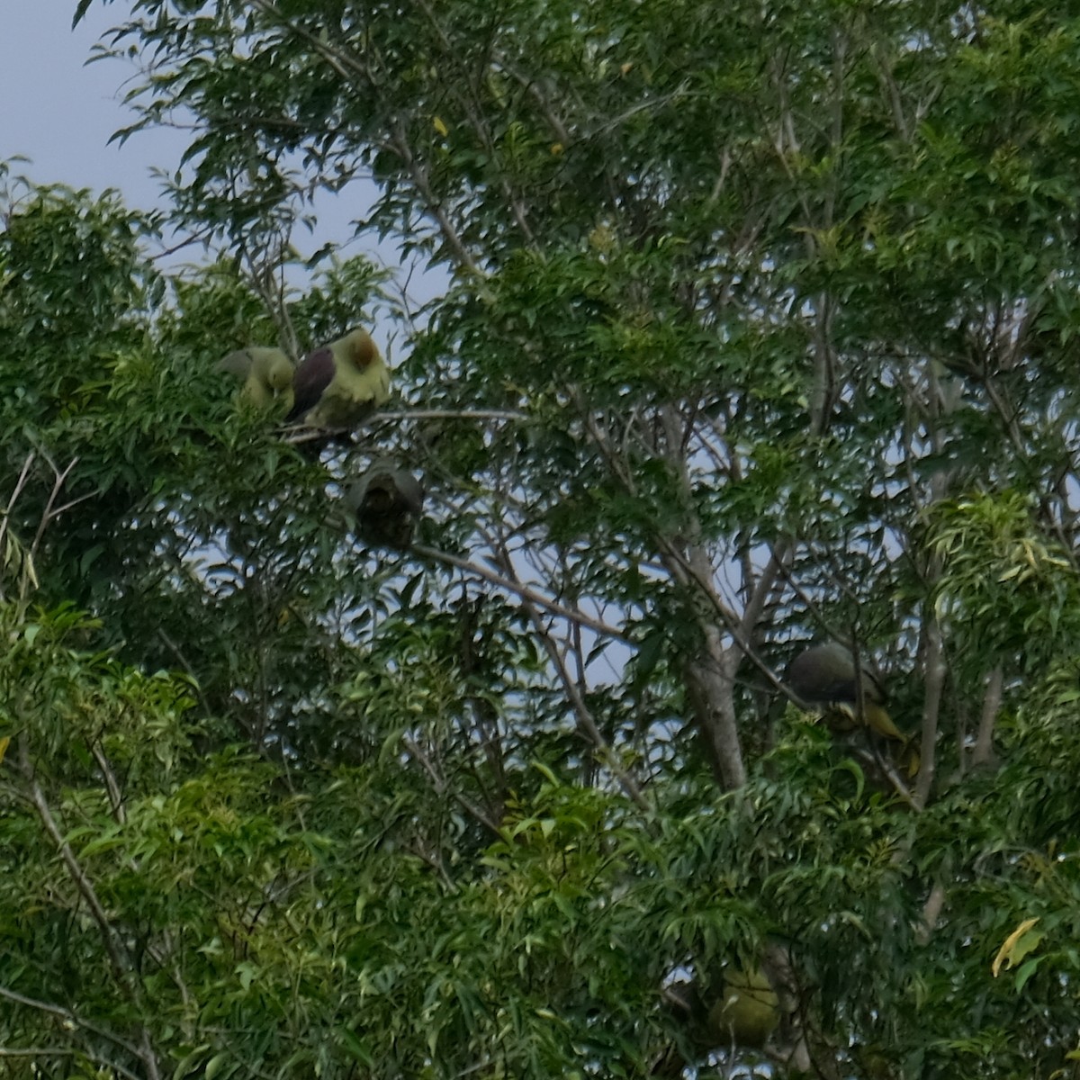 Formosa Yeşil Güvercini - ML646340955