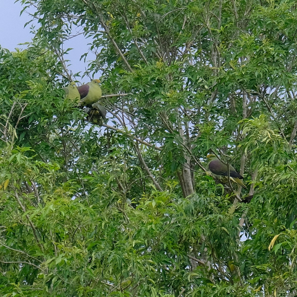 Formosa Yeşil Güvercini - ML646340956