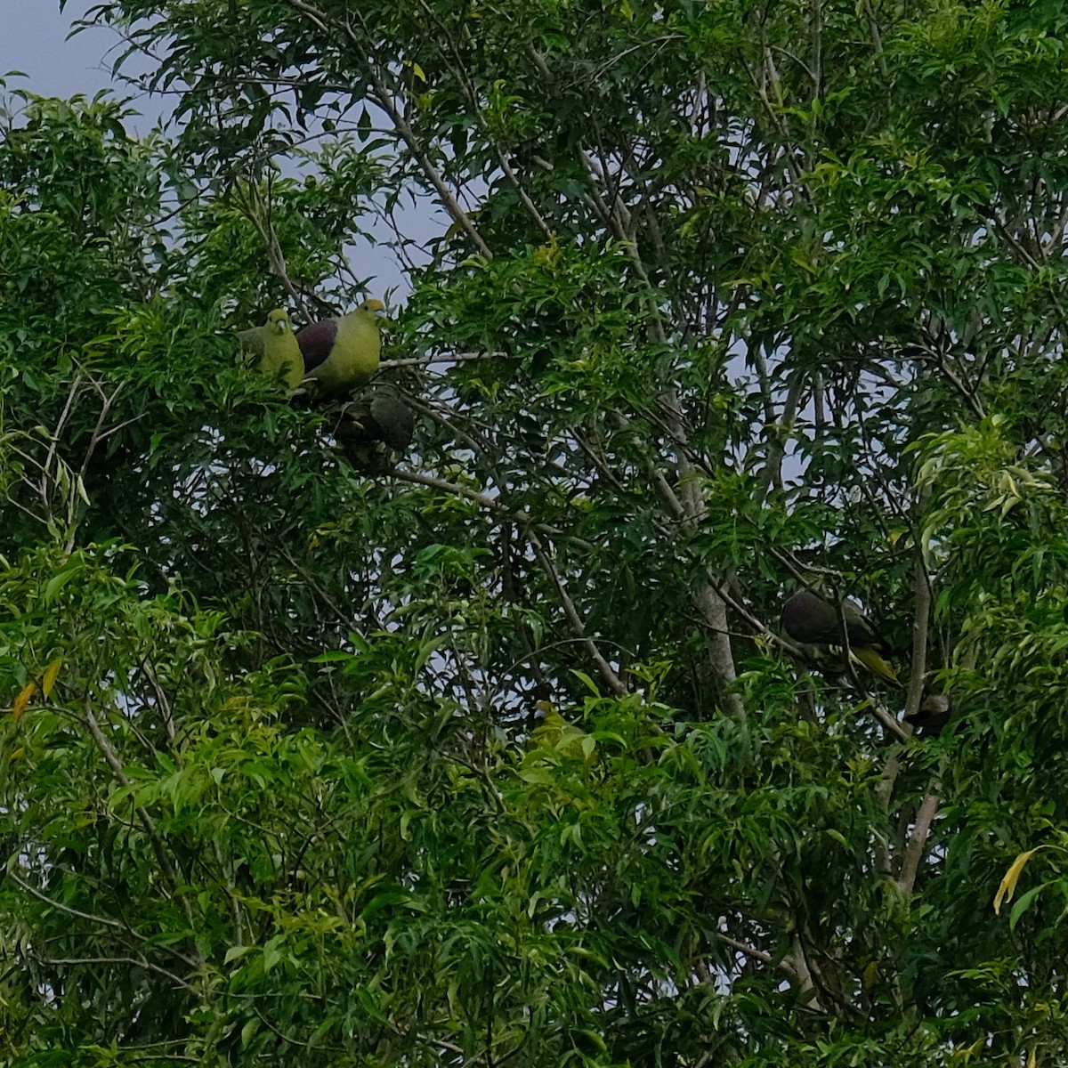 Formosa Yeşil Güvercini - ML646340957