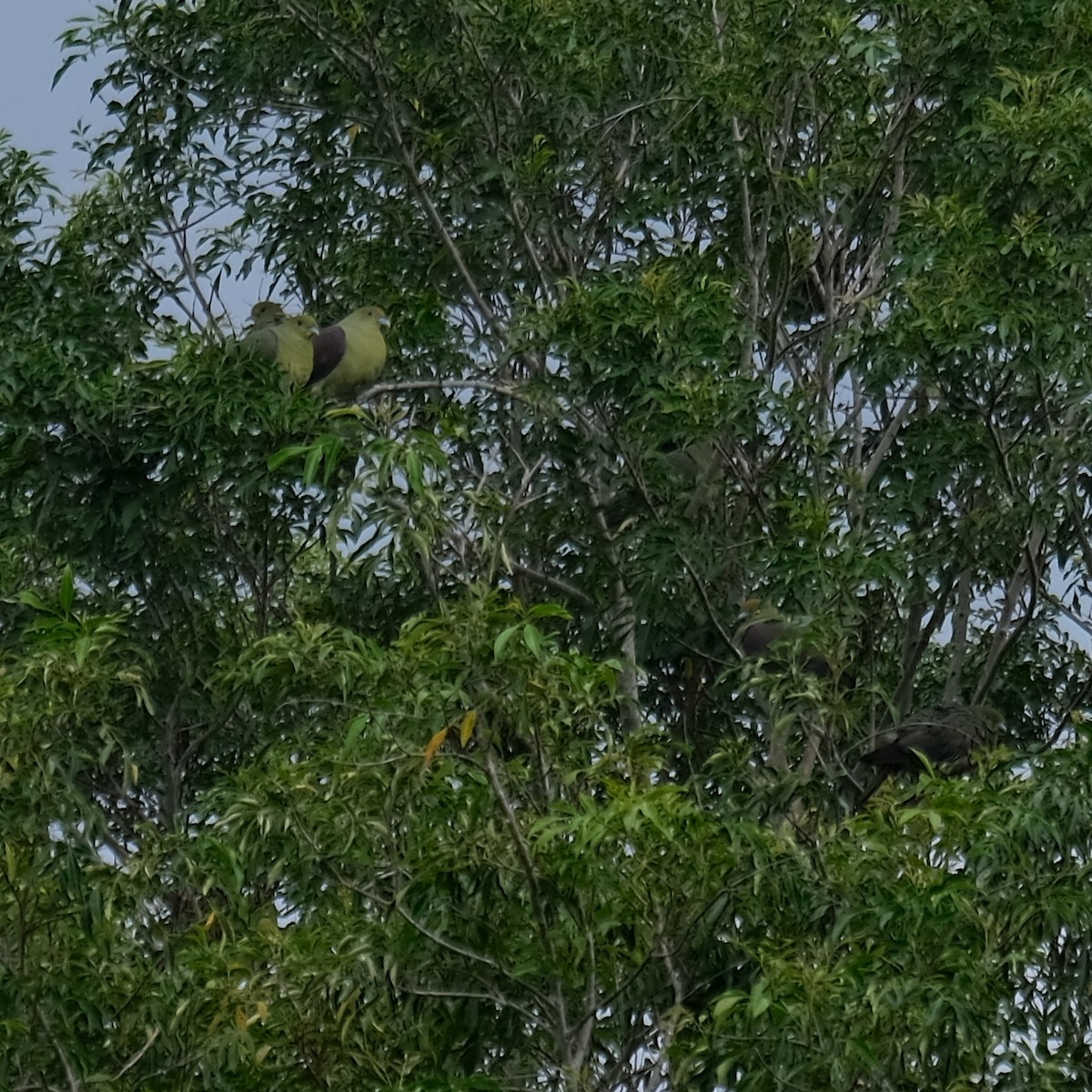 Formosa Yeşil Güvercini - ML646340958