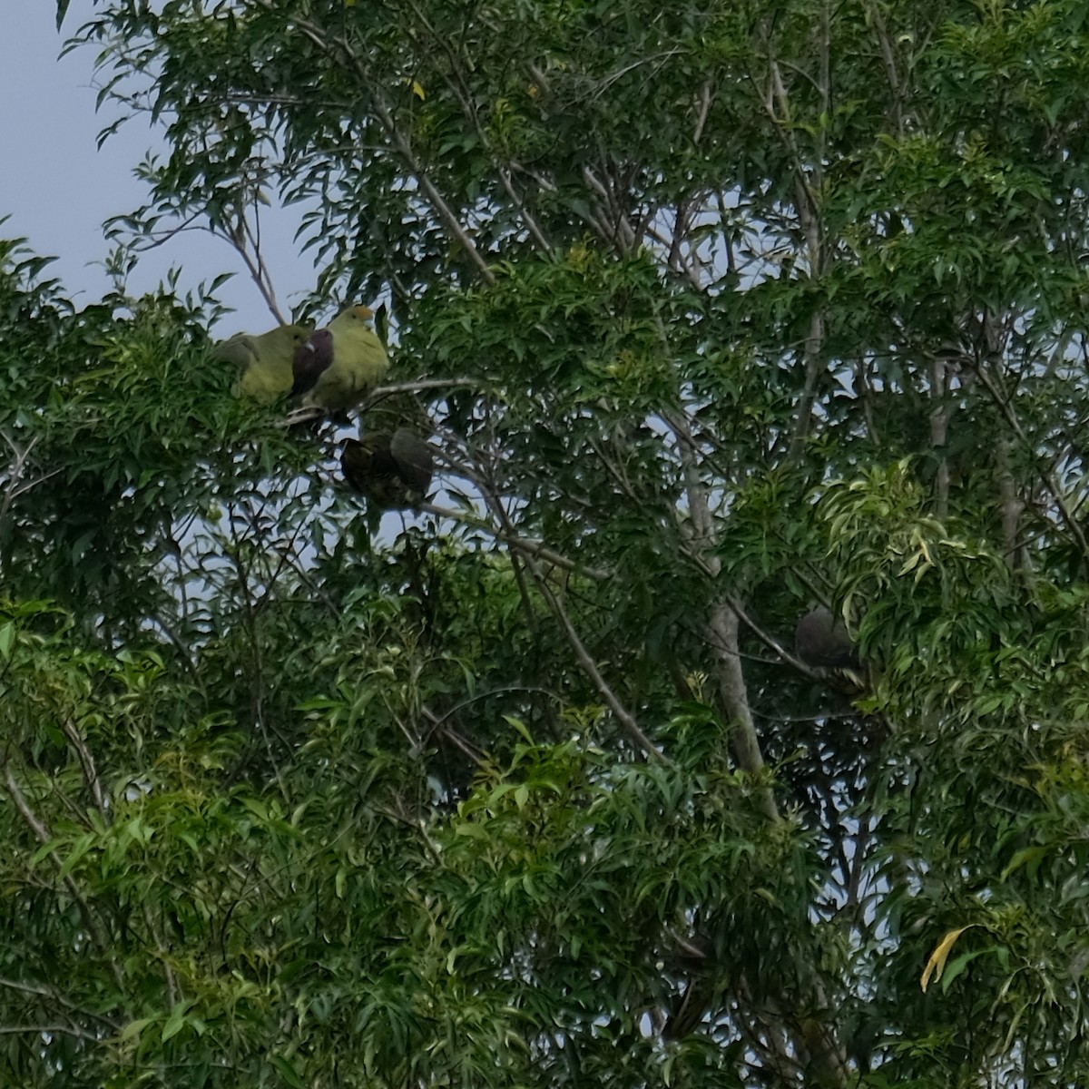 Formosa Yeşil Güvercini - ML646340959