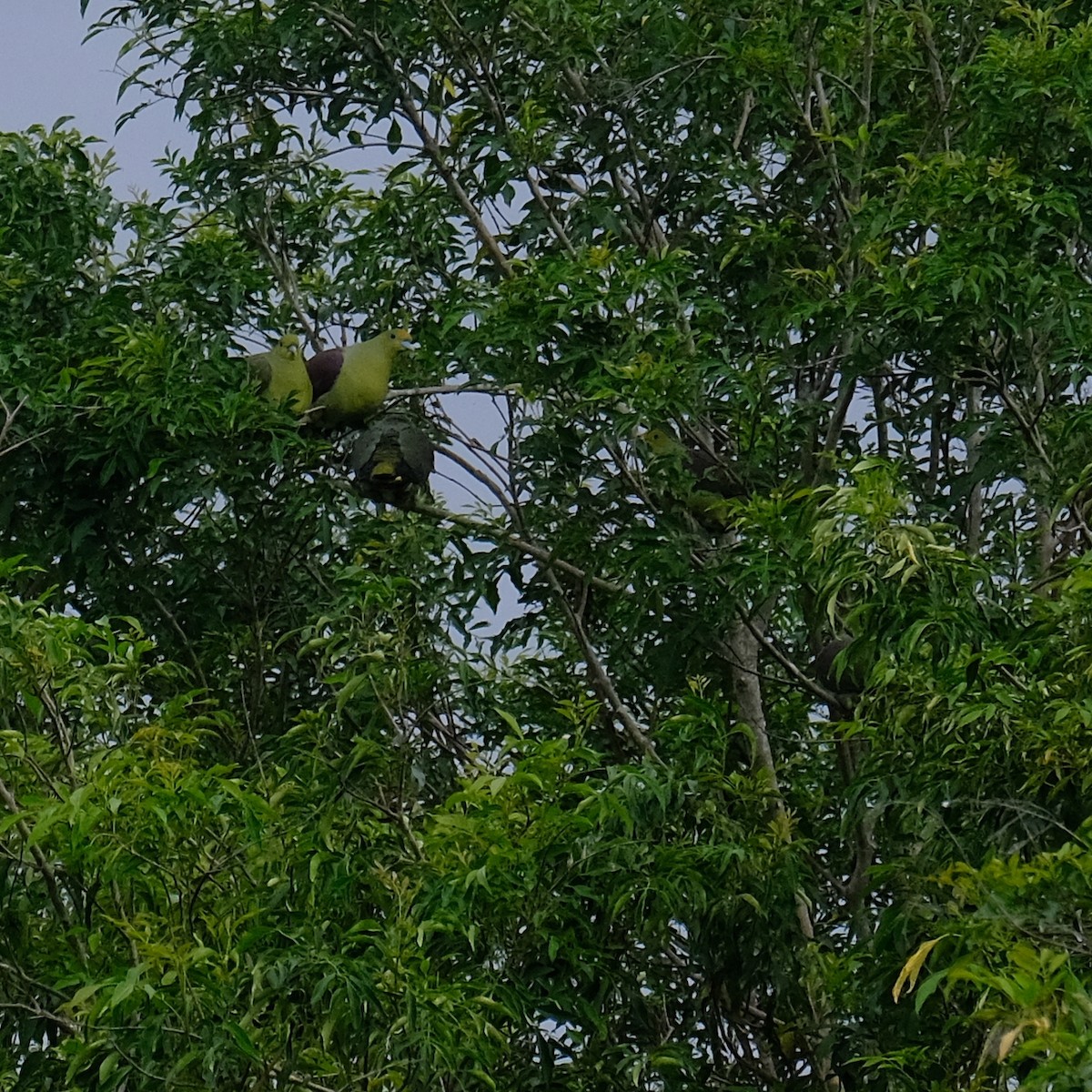 Formosa Yeşil Güvercini - ML646340960