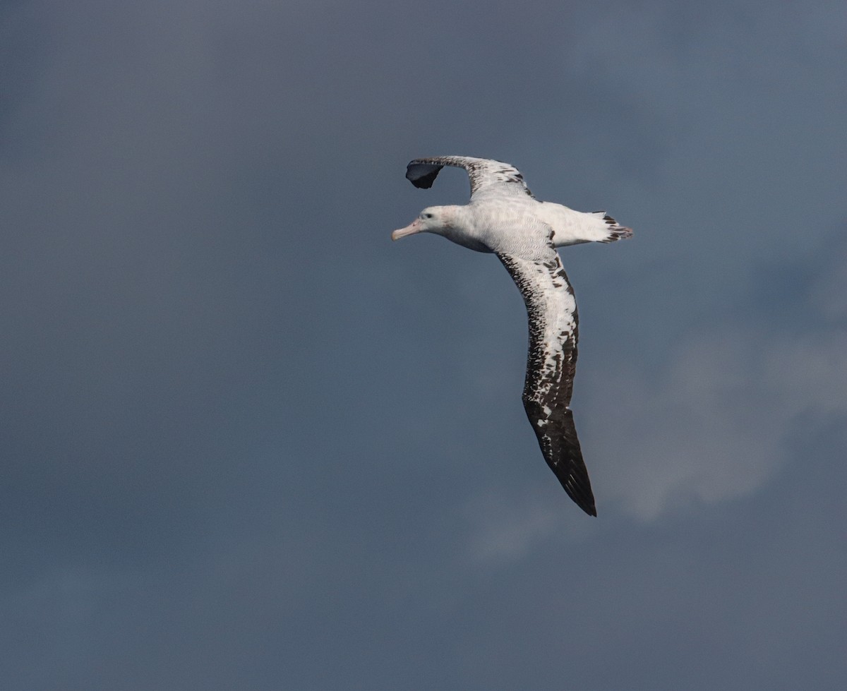 Ak Gezgin Albatros - ML646340961