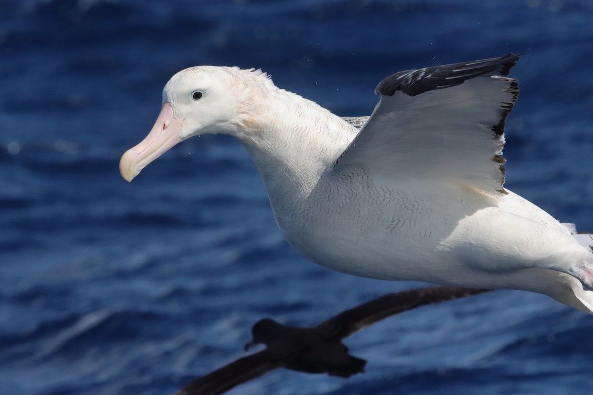 Ak Gezgin Albatros - ML646340962