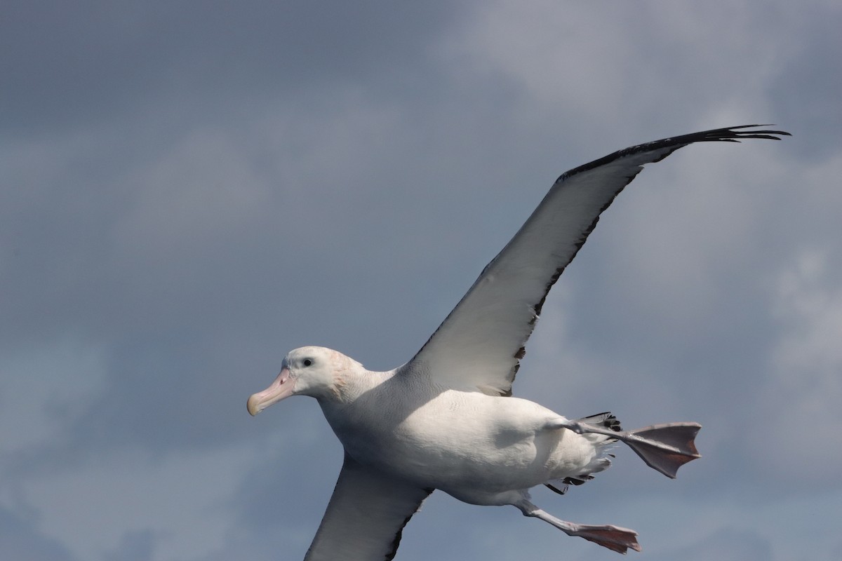 Ak Gezgin Albatros - ML646340963