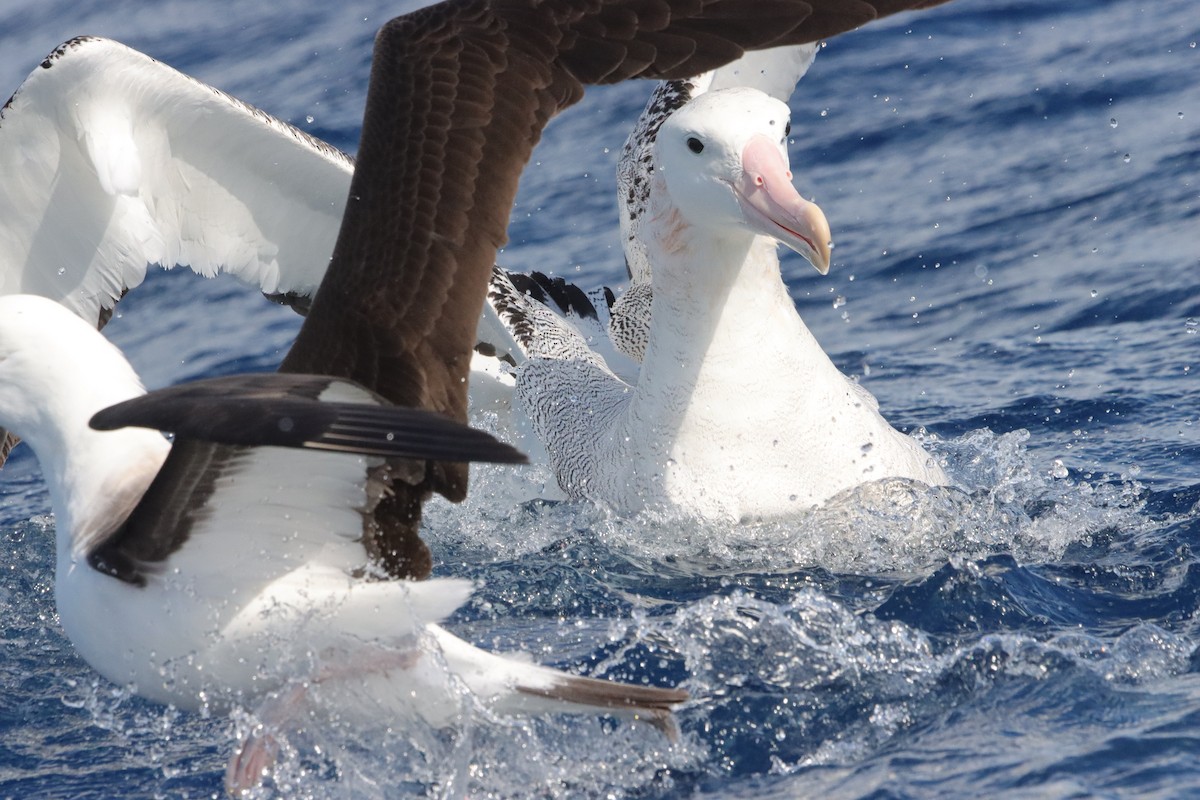 Ak Gezgin Albatros - ML646340964