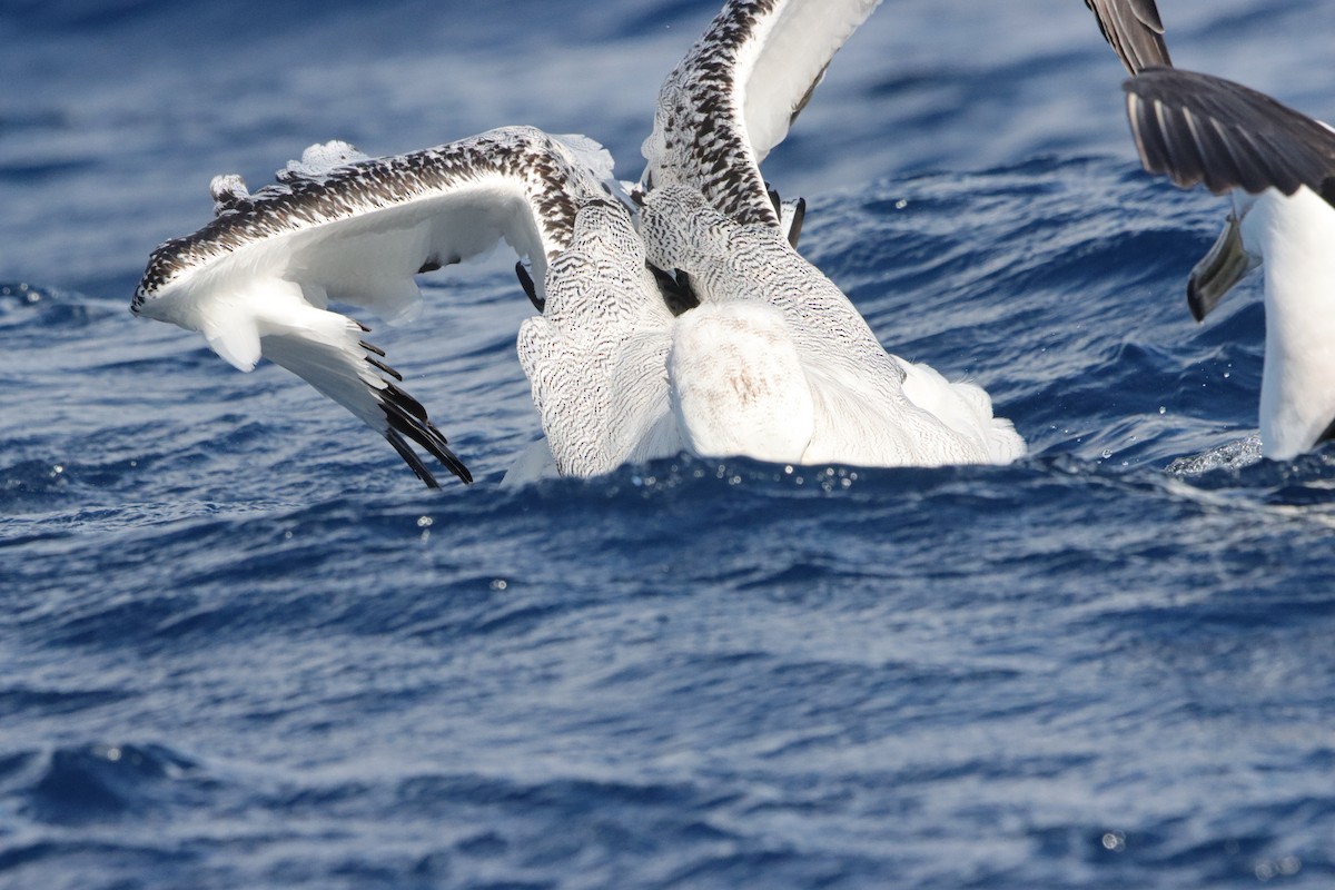 Ak Gezgin Albatros - ML646340965