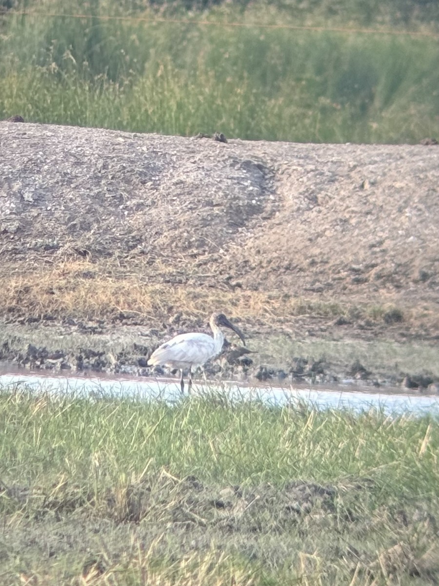 Oriyental Kutsal Aynağı - ML646340966