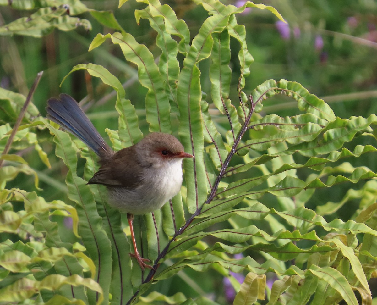 Muhteşem Peribülbülü - ML646340967