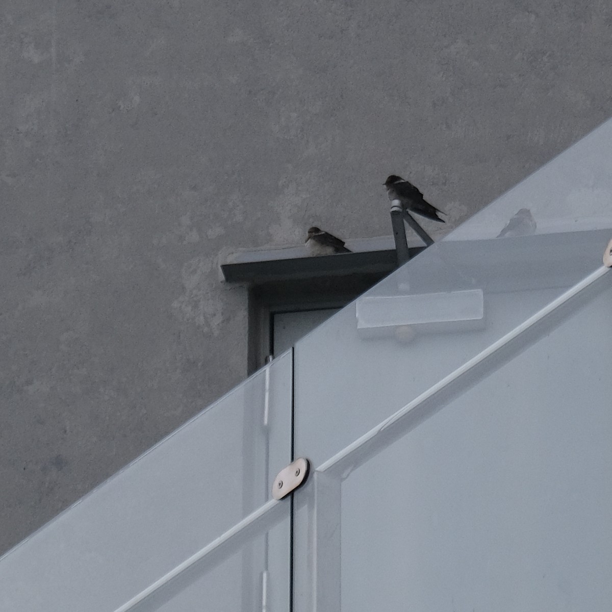 Kır Kırlangıcı - ML646340968