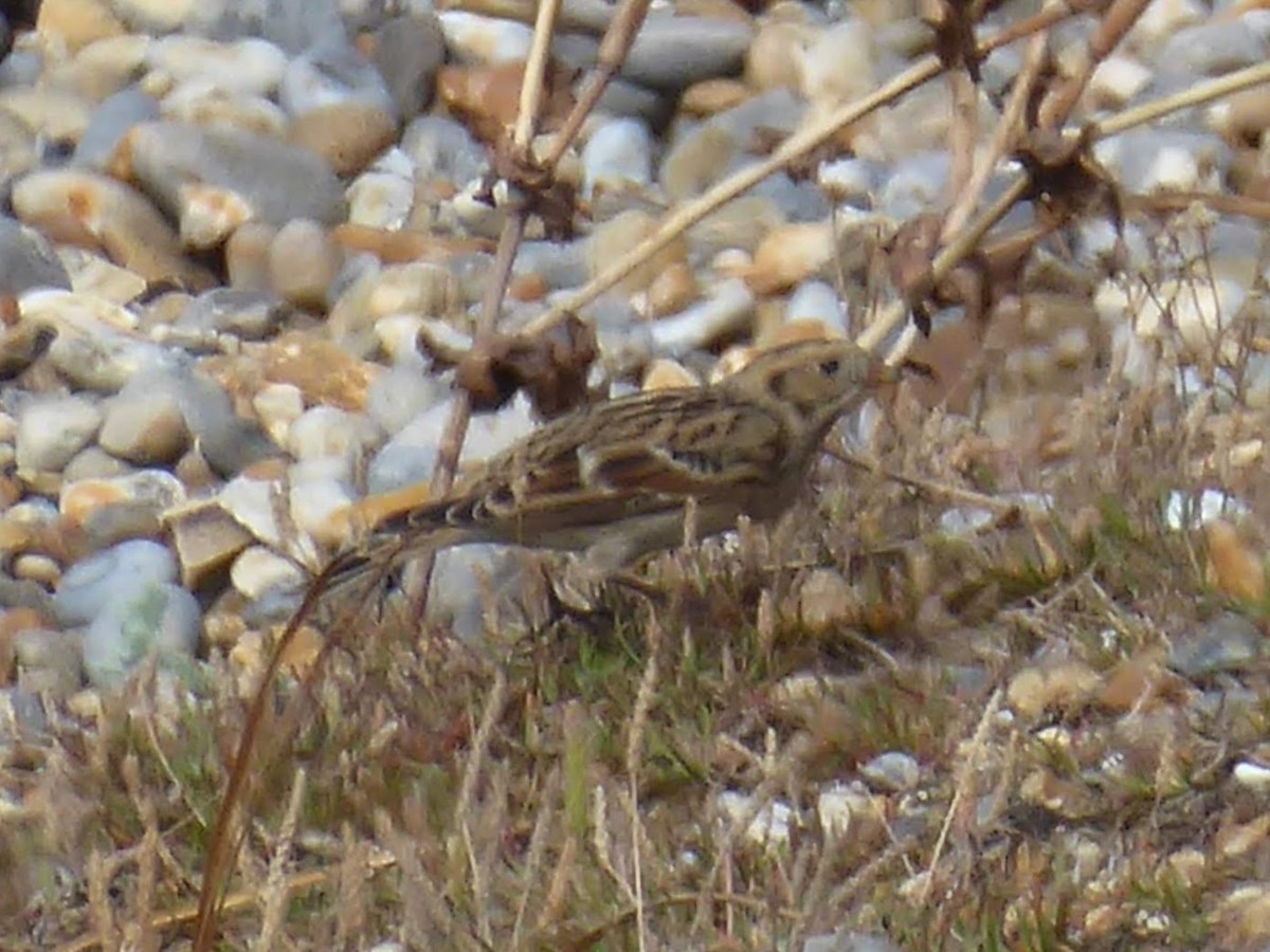 Mahmuzlu Çinte - ML646340969